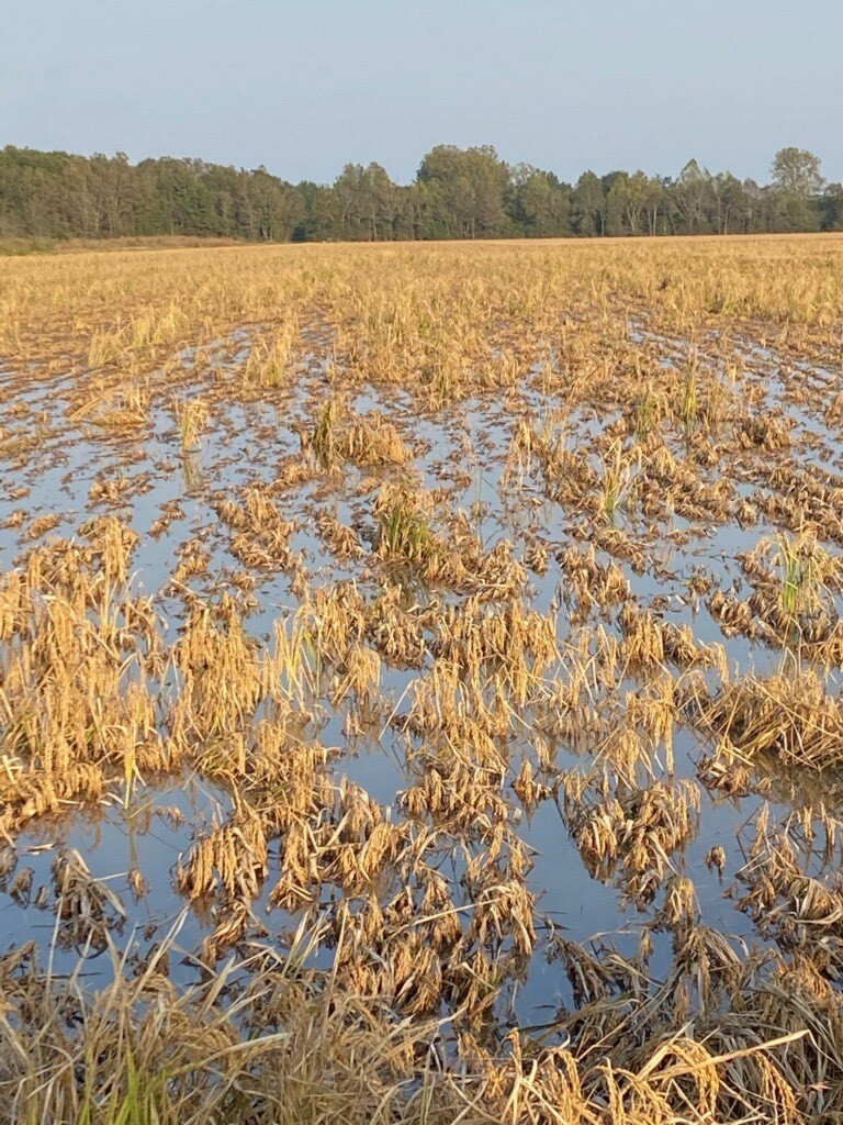 hurricane delta drowns rice crop